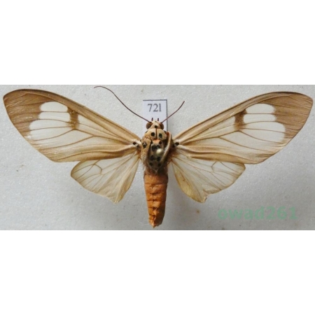 Amerila astreus (Drury, 1773) Vietnam72l